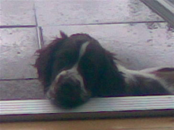 Blanding af racer Scoopy-doo billede 15