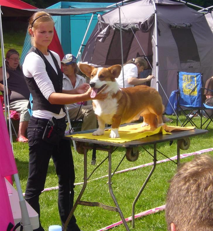 Welsh corgi cardigan Møller Kaas Bosco - Udstilling i Vejen d. 17/8-08 billede 19