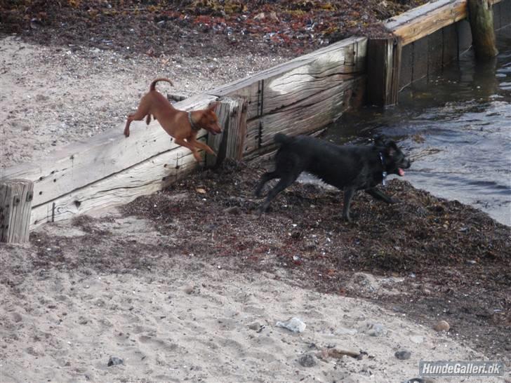 Dvaergpinscher Bailee - Vent på mig - jeg kommer nu - huiiii billede 16