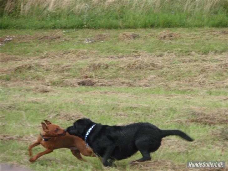 Dvaergpinscher Bailee - Kys i farten billede 17