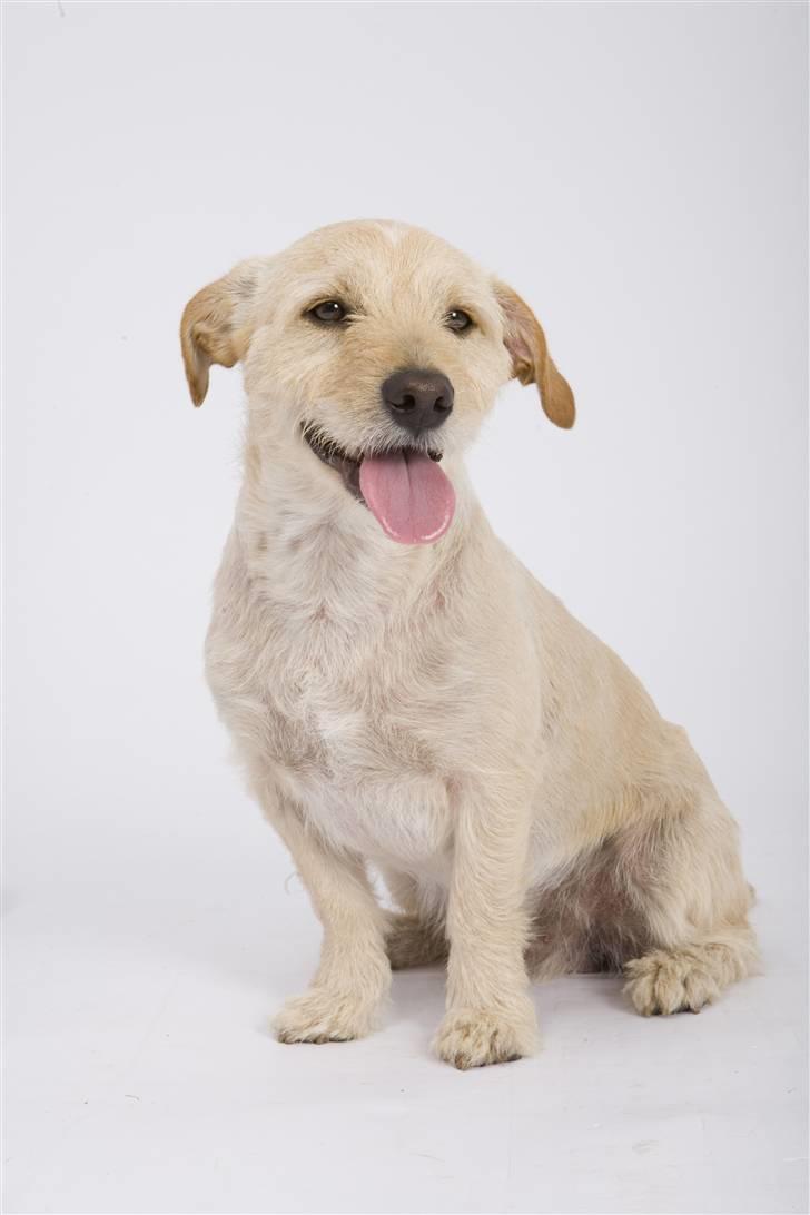 Blanding af racer Pumba *Hvil i fred* - Pumba du vil altid være i vores hjerte <3 billede 1