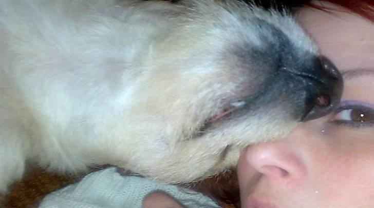 Blanding af racer Pumba *Hvil i fred* - ZZzzzZZzzzZzZZ billede 3