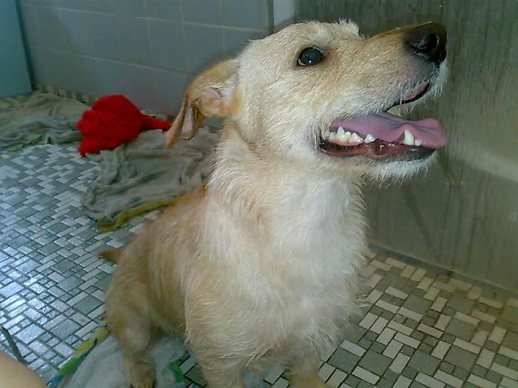 Blanding af racer Pumba *Hvil i fred* - Så er badet overstået, må jeg komme ud nu :o) billede 5