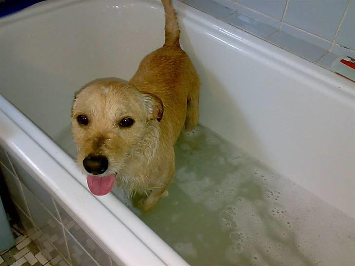 Blanding af racer Pumba *Hvil i fred* - Århh nej, bad er ikke lige mig :o/ billede 6