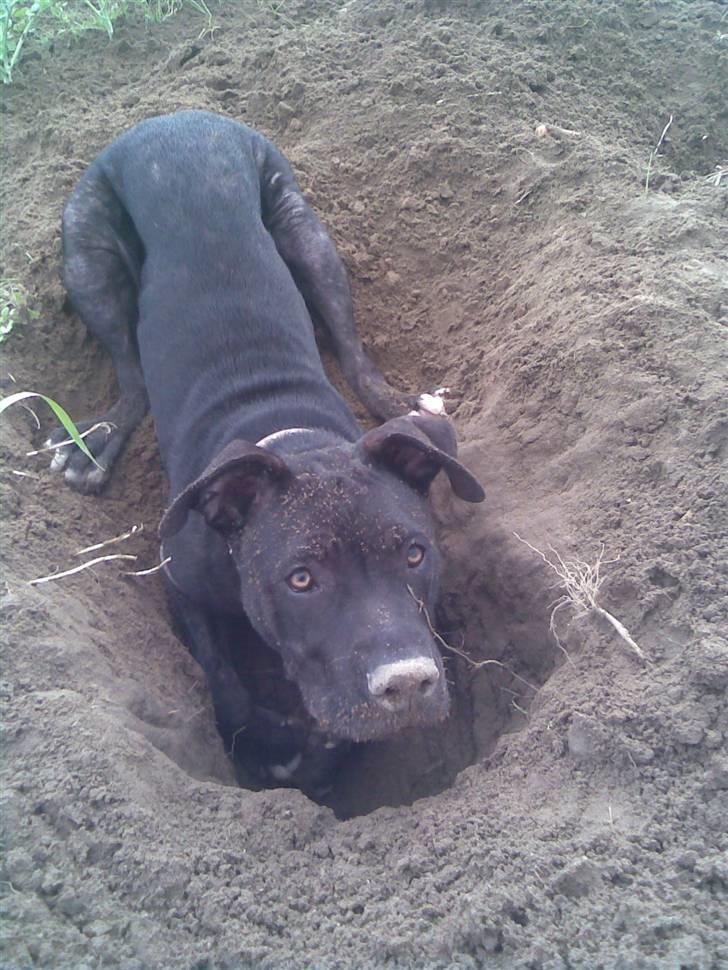 Amerikansk staffordshire terrier Brian ! R.I.P ='(  - her kan jeg få timer til at gå =) billede 13