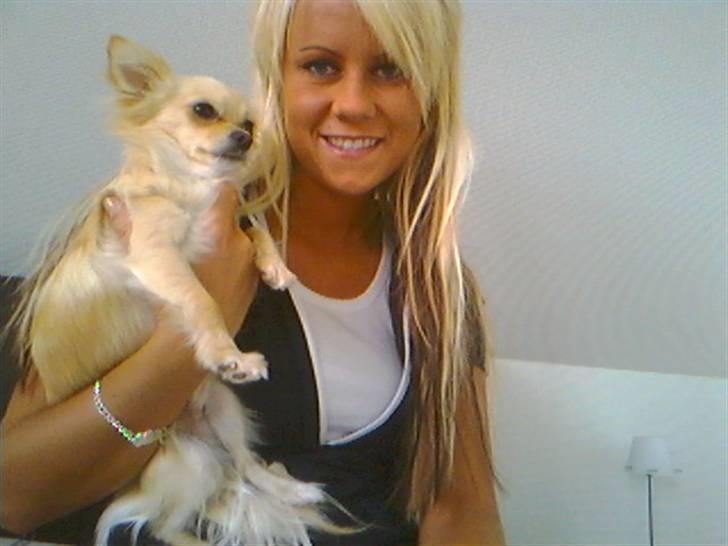 Chihuahua Futte - Så stor er futte blevet nu :) billede 12