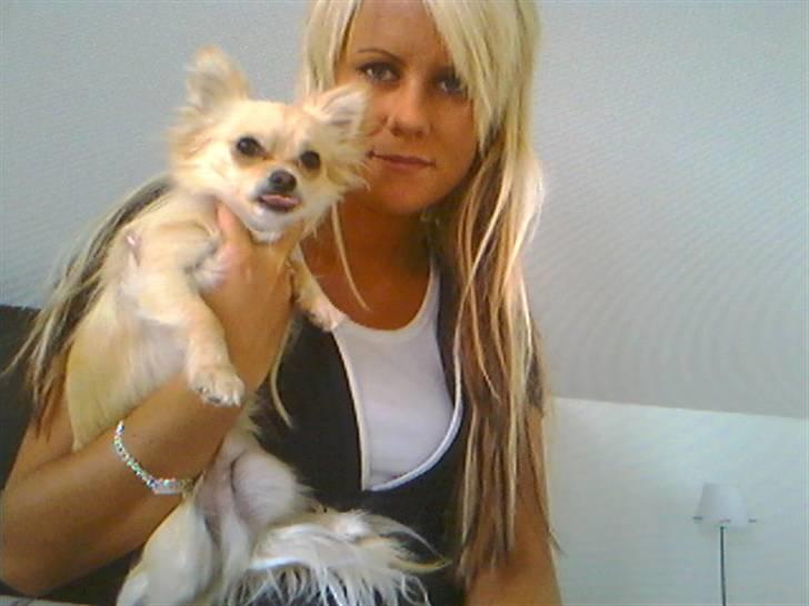 Chihuahua Futte billede 13