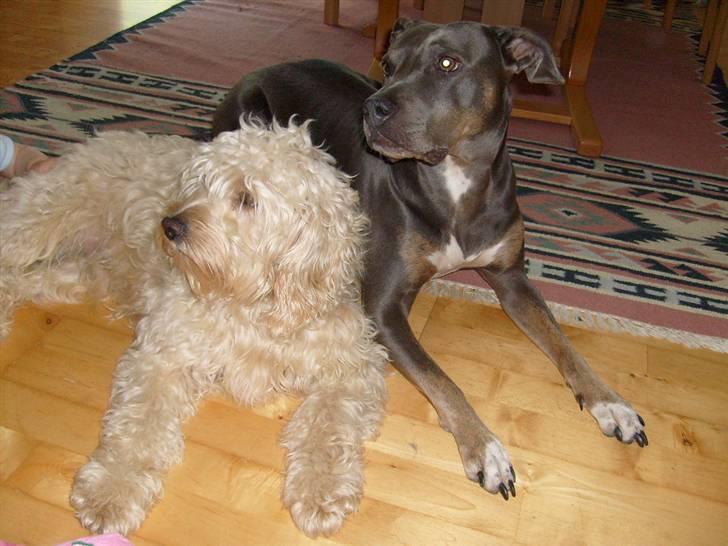 Blanding af racer Fister (Bobby) - Fister og Anastacia hviler ud efter leg billede 12