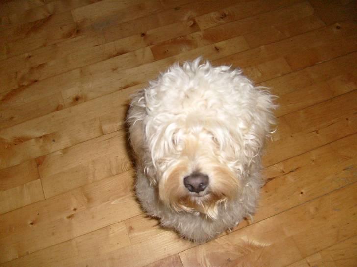 Blanding af racer Fister (Bobby) - Efter bad og børstning, der er øjne derinde :o) billede 13