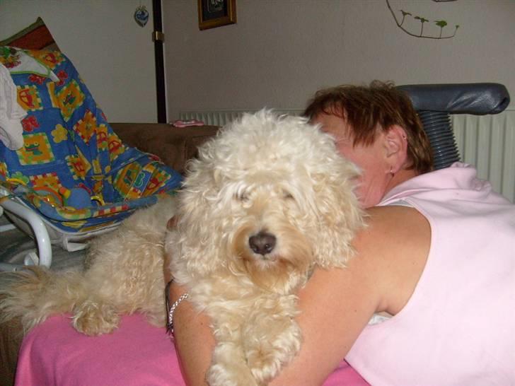 Blanding af racer Fister (Bobby) - Efter bad og børstning billede 14