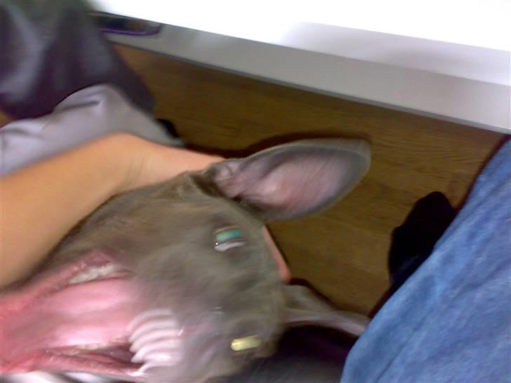 Blanding af racer Balou billede 15