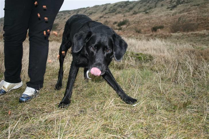 Blanding af racer Buller(aflivet d. 24/7) - nøøøj der falder godbidder fra himlen  billede 15