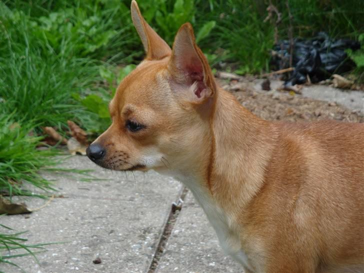 Chihuahua Ofelia billede 13