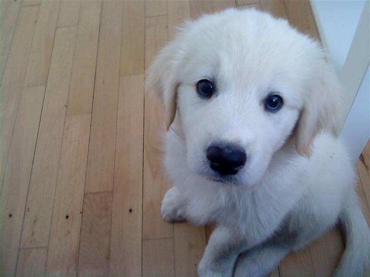 Blanding af racer Inzo <3 - Må jeg ikke nok ? .... billede 6