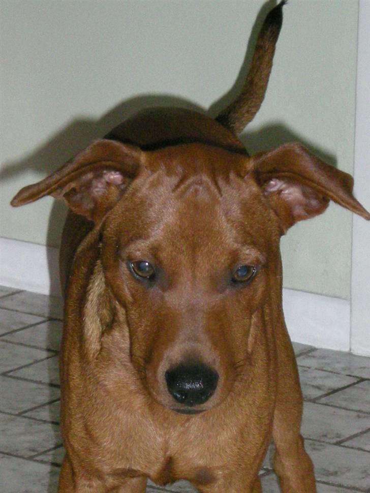 Dvaergpinscher Bailee - Er han ikke sød - min kære Bailee billede 18