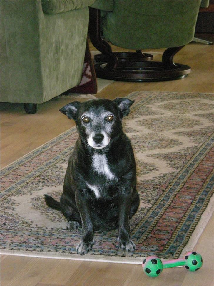 Dvaergpinscher Bailee - Bailee´s forgænger LIV - blev knap 14 år billede 19