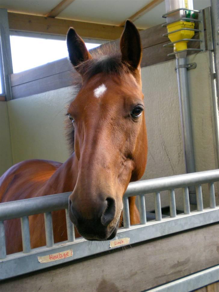 Dvaergpinscher Bailee - Linck - min skønne holstener billede 20