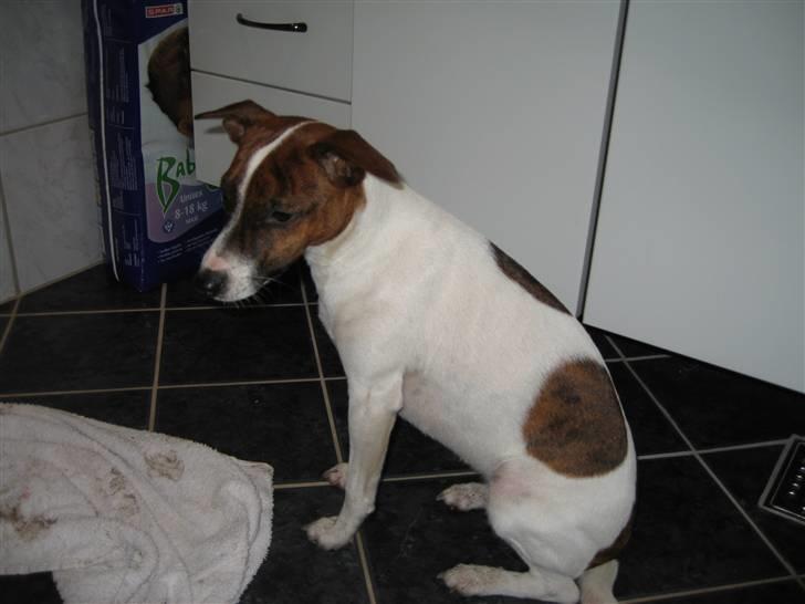 Dansk svensk gaardhund Beta 01-03-2006 billede 9