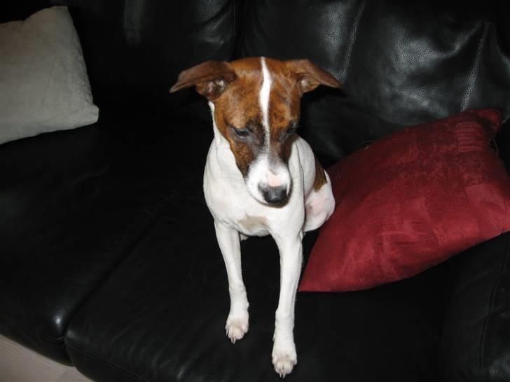 Dansk svensk gaardhund Beta 01-03-2006 billede 10