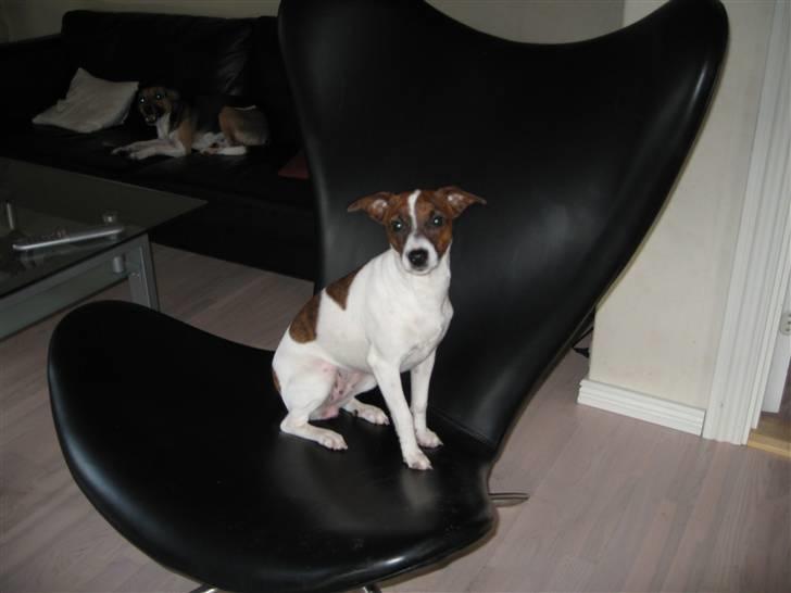 Dansk svensk gaardhund Beta 01-03-2006 billede 11