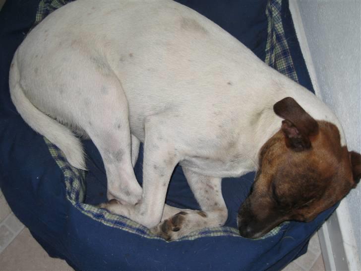 Dansk svensk gaardhund Alfa 04-09-2005 billede 9