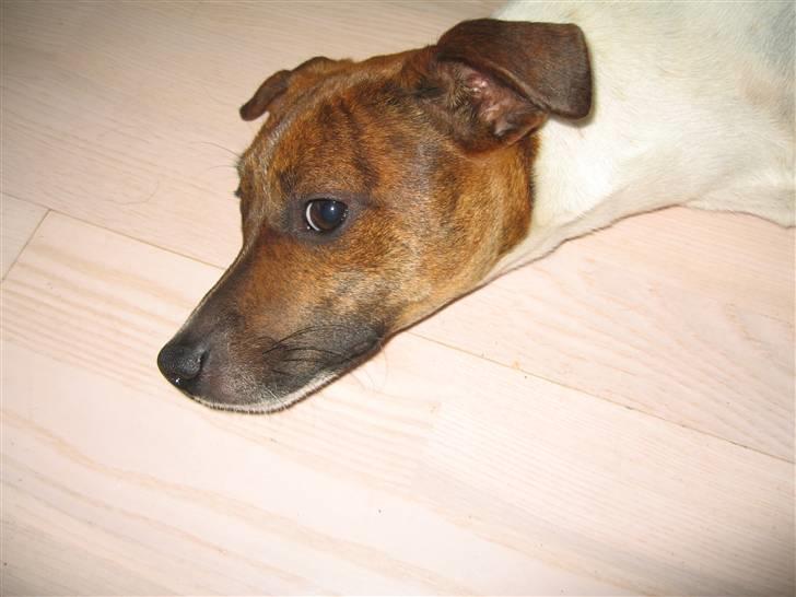 Dansk svensk gaardhund Alfa 04-09-2005 billede 10