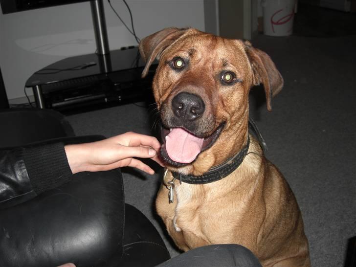 Blanding af racer Balto aflivet d. 3/11-11  billede 11