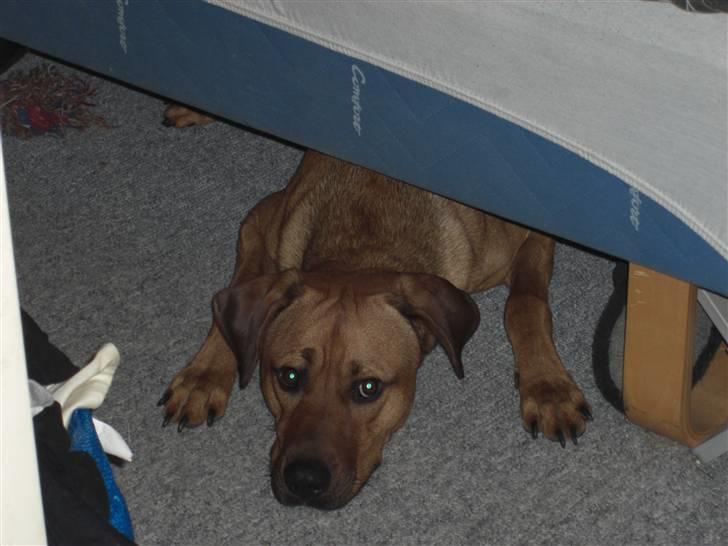 Blanding af racer Balto aflivet d. 3/11-11  billede 12