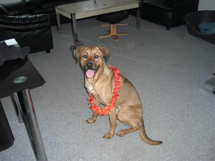 Blanding af racer Balto aflivet d. 3/11-11  billede 13