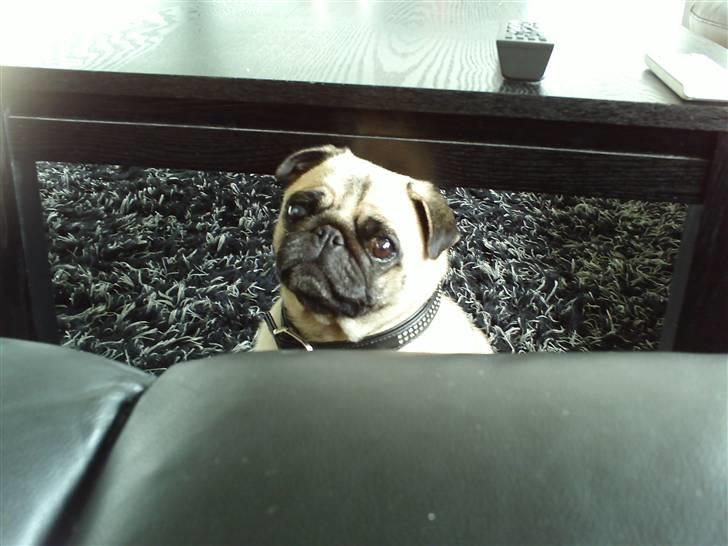 Mops Amy - stor bambi øjne er yndige men giver stadigvæk ikk fripas til sofahygge billede 2