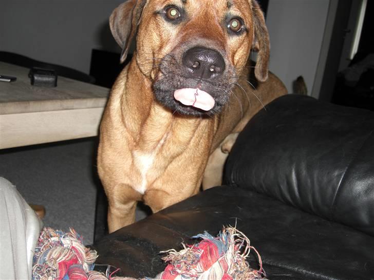 Blanding af racer Balto aflivet d. 3/11-11  billede 14