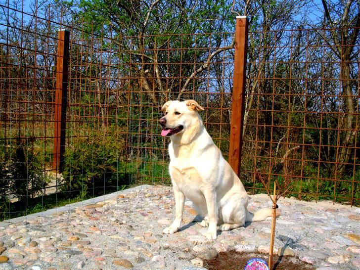 Blanding af racer Basse - Hvis du frygter kærlighed, frygter du livet, hvis du frygter livet.. Er du allerede død billede 12