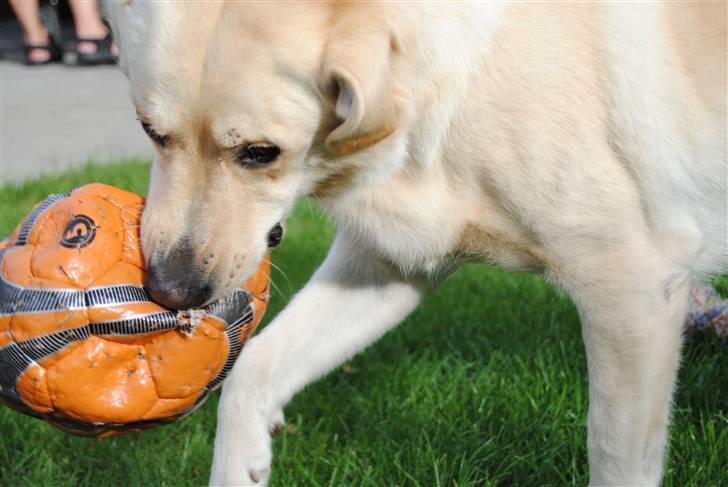 Blanding af racer Basse - Den største sorg i verden her, er dog at miste den, man har kær.. billede 13