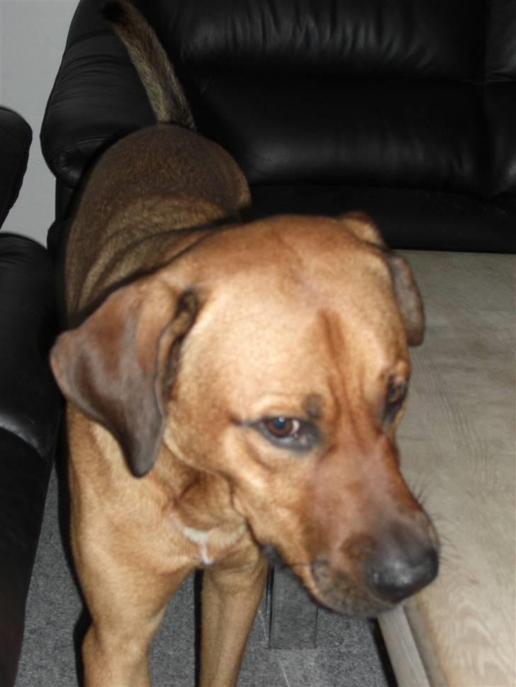 Blanding af racer Balto aflivet d. 3/11-11  billede 15