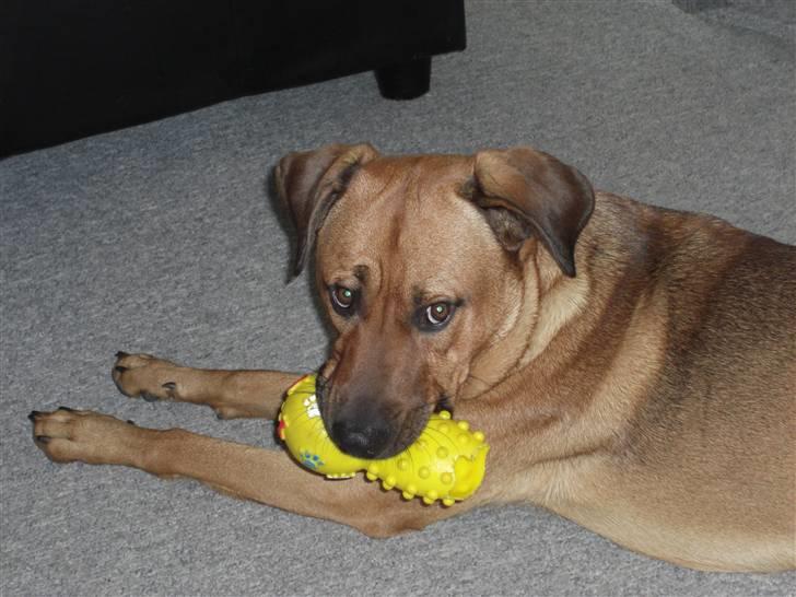 Blanding af racer Balto aflivet d. 3/11-11  billede 16