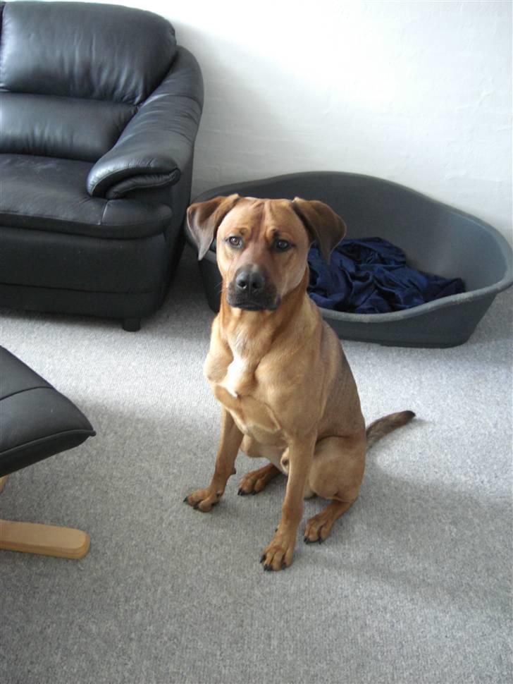 Blanding af racer Balto aflivet d. 3/11-11  billede 17