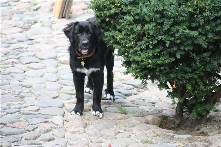 Blanding af racer Lulu - I kan ikk se mig vel...???? billede 1