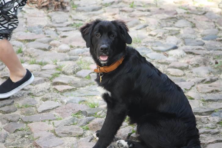 Blanding af racer Lulu billede 2