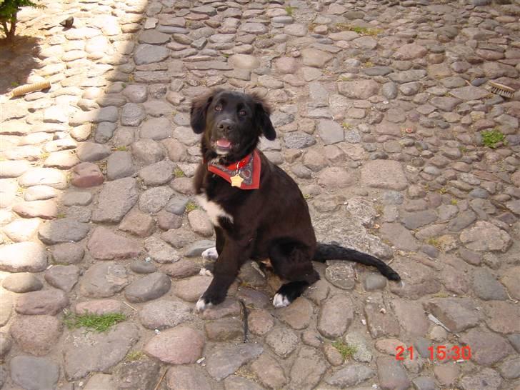 Blanding af racer Lulu billede 3