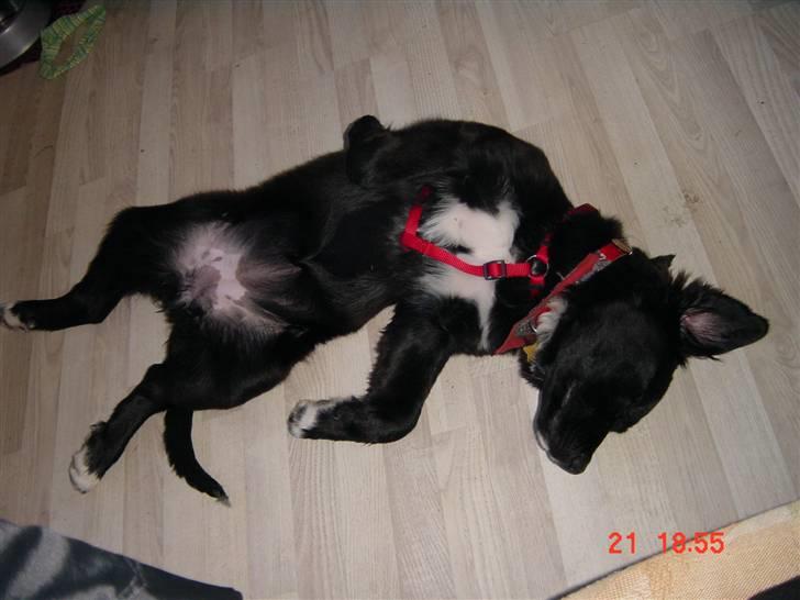 Blanding af racer Lulu - Ta´r mig lige en slapper efter en lang gå tur... billede 4