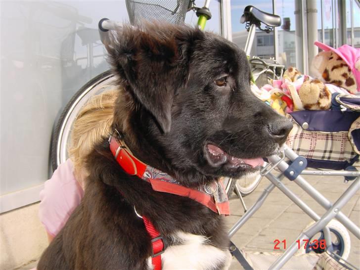 Blanding af racer Lulu billede 5