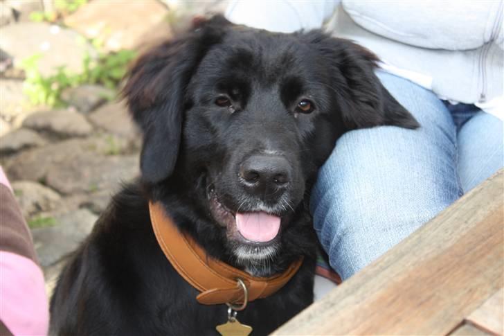 Blanding af racer Lulu - Hviler mig lige lidt op af mors knæ.... billede 6