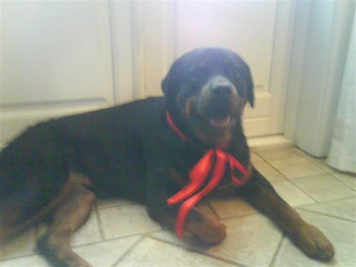 Rottweiler !!' Kenzo '!! billede 2