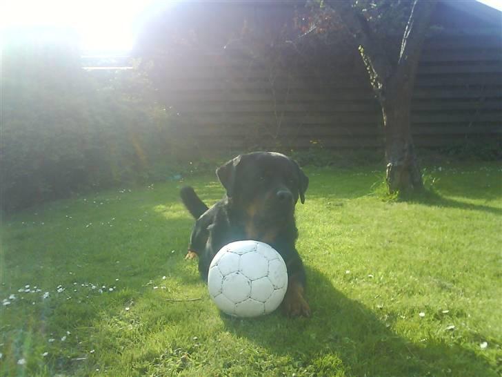 Rottweiler !!' Kenzo '!! billede 3