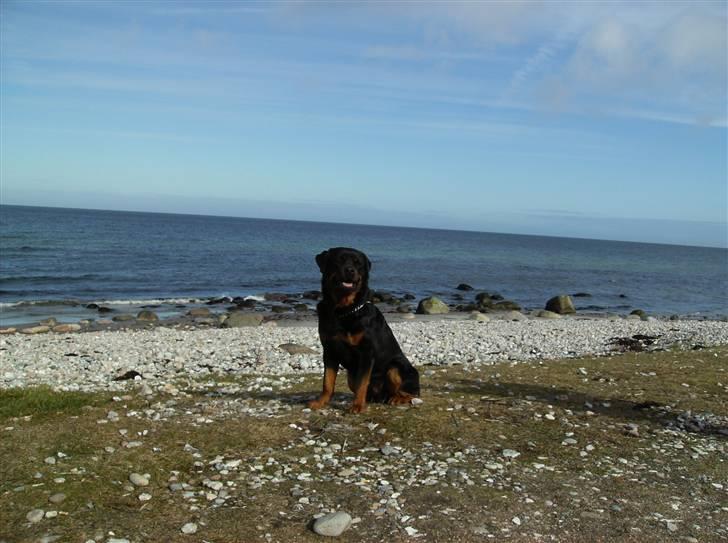 Rottweiler !!' Kenzo '!! billede 4