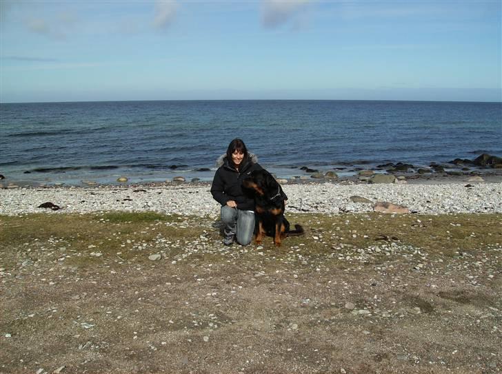 Rottweiler !!' Kenzo '!! billede 5