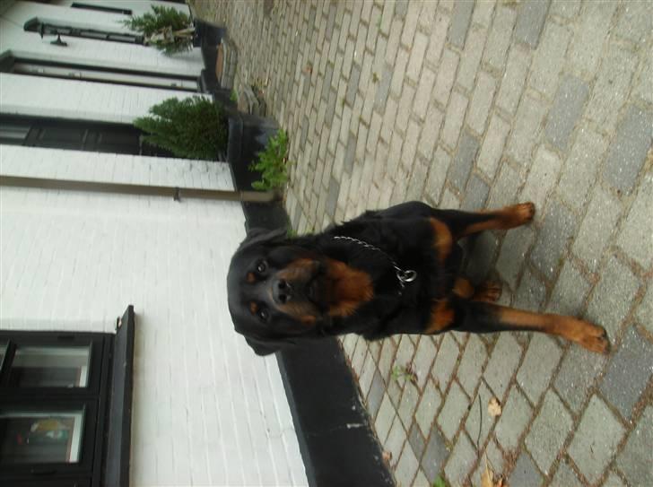 Rottweiler !!' Kenzo '!! billede 6