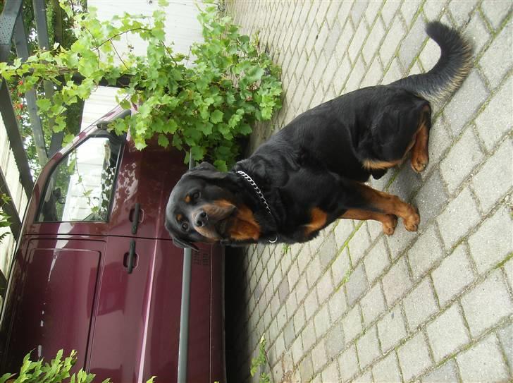 Rottweiler !!' Kenzo '!! billede 7
