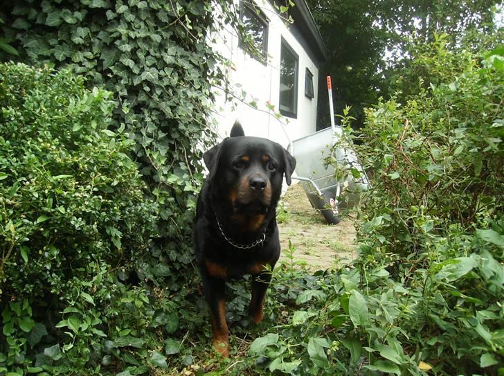 Rottweiler !!' Kenzo '!! billede 8