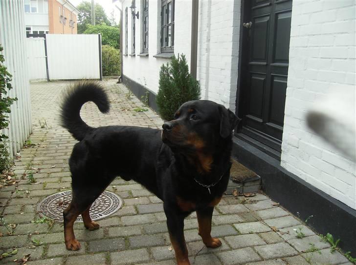 Rottweiler !!' Kenzo '!! billede 9